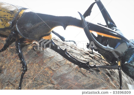 Hercules Beetle VS Caucasus Beetle Battle on Trees White Background 83896809