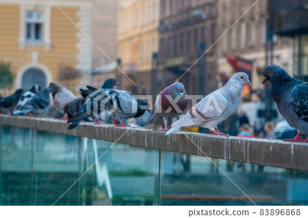 Pigeon birds standing together. Portrait of birds. Group of pigeons and the dove. 83896868