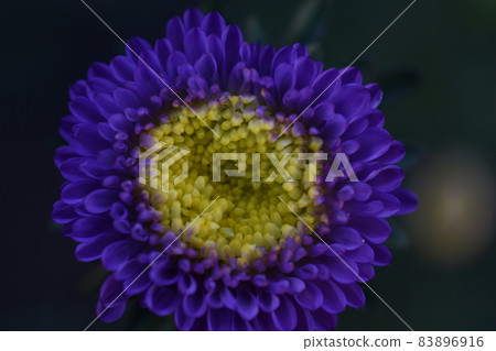 Chinese aster multicolored flowers macro photo 83896916