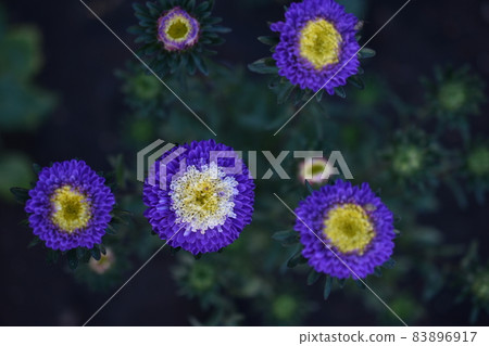 Chinese aster multicolored flowers macro photo 83896917