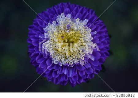 Chinese aster multicolored flowers macro photo 83896918