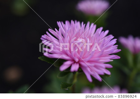 Chinese aster multicolored flowers macro photo 83896924