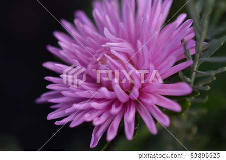 Chinese aster multicolored flowers macro photo 83896925