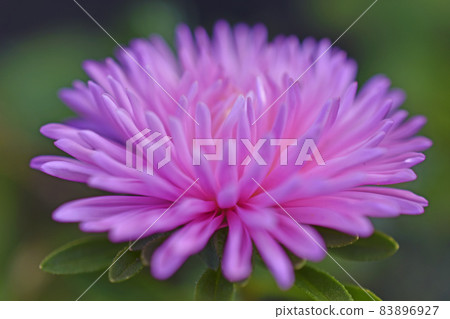 Chinese aster multicolored flowers macro photo 83896927