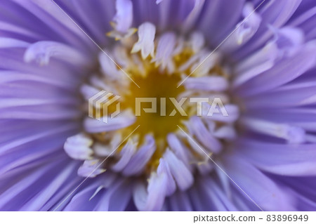 Chinese aster multicolored flowers macro photo 83896949