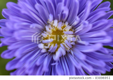 Chinese aster multicolored flowers macro photo 83896951
