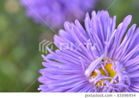 Chinese aster multicolored flowers macro photo 83896954