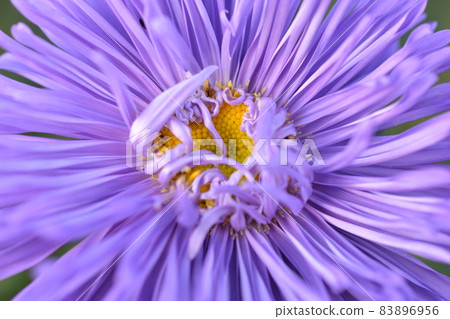 Chinese aster multicolored flowers macro photo 83896956