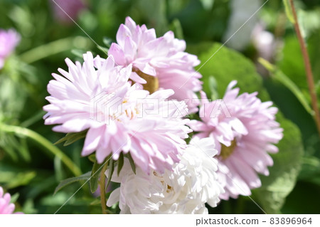 Chinese aster multicolored flowers macro photo 83896964