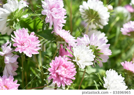 Chinese aster multicolored flowers macro photo 83896965