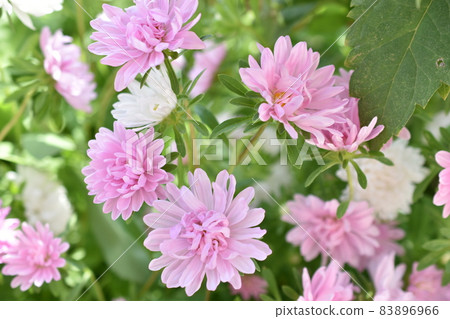 Chinese aster multicolored flowers macro photo 83896966