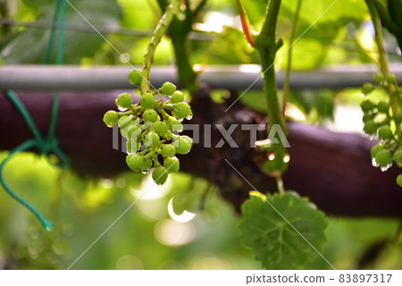 尚藍葡萄架 83897317