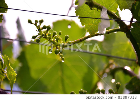 Still blue grape shelf 83897318