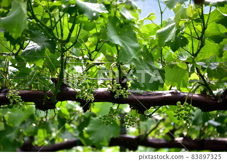 Still blue grape shelf 83897325