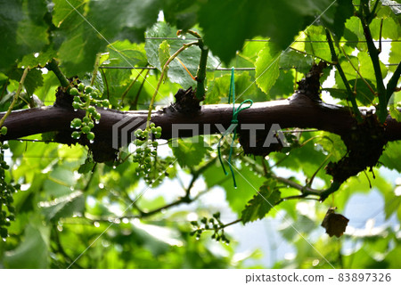 Still blue grape shelf 83897326