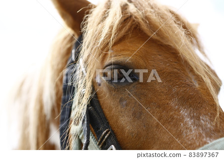 Mini horse Mini horse 83897367