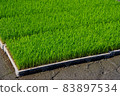 Rice cultivation 83897534