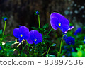 Blue pansy 83897536