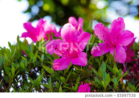 Satsuki's flower Satsuki's flower 83897538