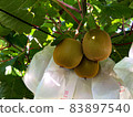 Kiwifruit near harvest 83897540