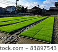 Rice seedling raising 83897543