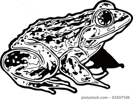 【黑白】奈美蛙 【黑白】奈美蛙 83897586