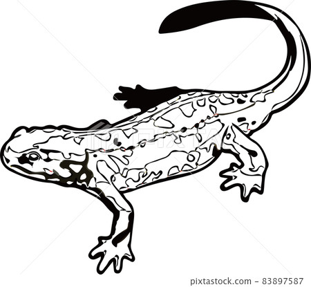 [Black and white] Sword-tailed newt 83897587