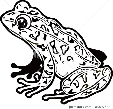 [Black and white] Ishikawa's frog 83897588