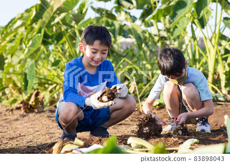 孩子們在田裡享用鄉村土豆 孩子們在田裡享用鄉村土豆 83898043