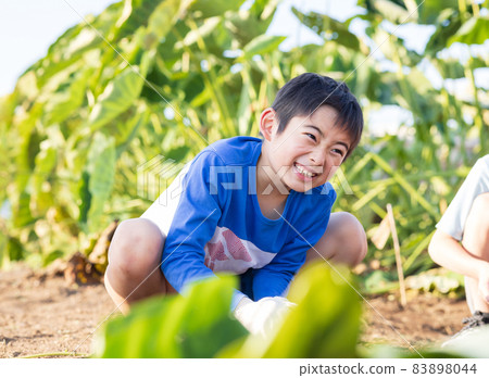 Children enjoying village potatoes in the field Children enjoying village potatoes in the field 83898044