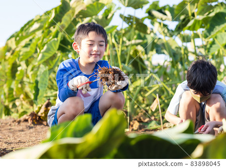 孩子們在田裡享用鄉村土豆 83898045