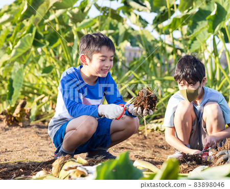 孩子們在田裡享用鄉村土豆 83898046