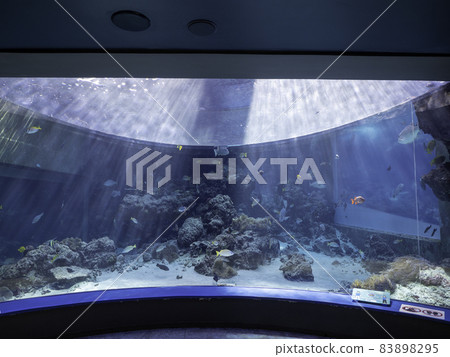 Okinawa Churaumi Aquarium Tropical Fish Sea Okinawa Churaumi Aquarium Tropical Fish Sea 83898295