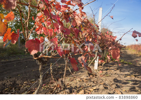 vineyard in autumn, red leaves of grapes in evening sunlight 83898860