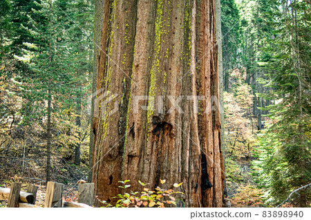 巨大的水杉樹幹 巨大的水杉樹幹 83898940