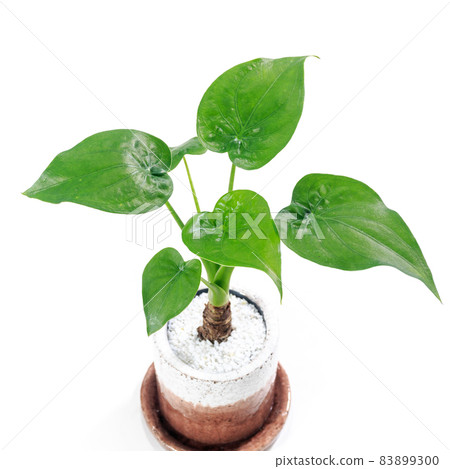 Leaves of foliage plant, Alocasia odora (Alocasia odora) [white background] 83899300