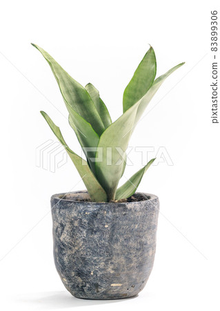 Potted plant of foliage plant, Sansevieria moonshine [white background] 83899306