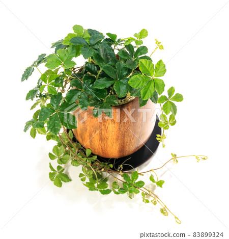 室內植物、盆栽糖藤【白色背景】 室內植物、盆栽糖藤【白色背景】 83899324