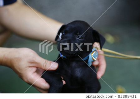 幼犬 83899431