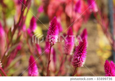 塞洛西亞委內瑞拉花 83899736