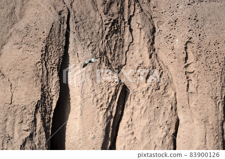 pelican flying over baja california sur cortez sea rocks 83900126
