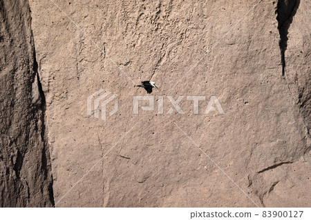 pelican flying over baja california sur cortez sea rocks 83900127