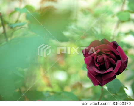 紅玫瑰花“爸爸梅爾” 83900370
