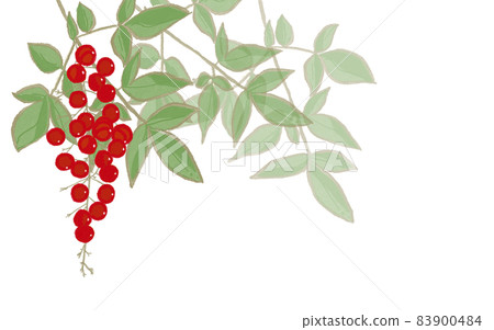 Red fruit plant New Year's lucky charm Nanten without background 83900484