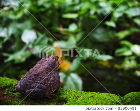 portraits close up of a rough skin ugly deep brown fat toad with dry skin sun bathing on a brick with green moss at fish pond in home garden blur green environment outdoor background portraits close up of a rough skin ugly deep brown fat toad with dry skin sun bathing on a brick with green moss at fish pond in home garden blur green environment outdoor background 83900491