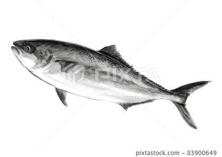 Cultured fish "Burihira" monotone [ink painting style illustration] white background 83900649