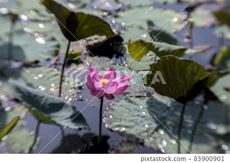 Natural photo: Lotus blooming season. This is beautifull flowers Natural photo: Lotus blooming season. This is beautifull flowers 83900901