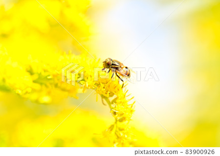 Kigoshishana 83900926