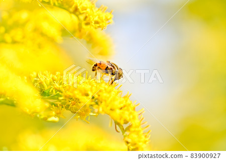 Kigoshihanaabu 83900927