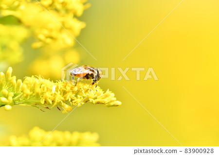 Kigoshihanaabu 83900928